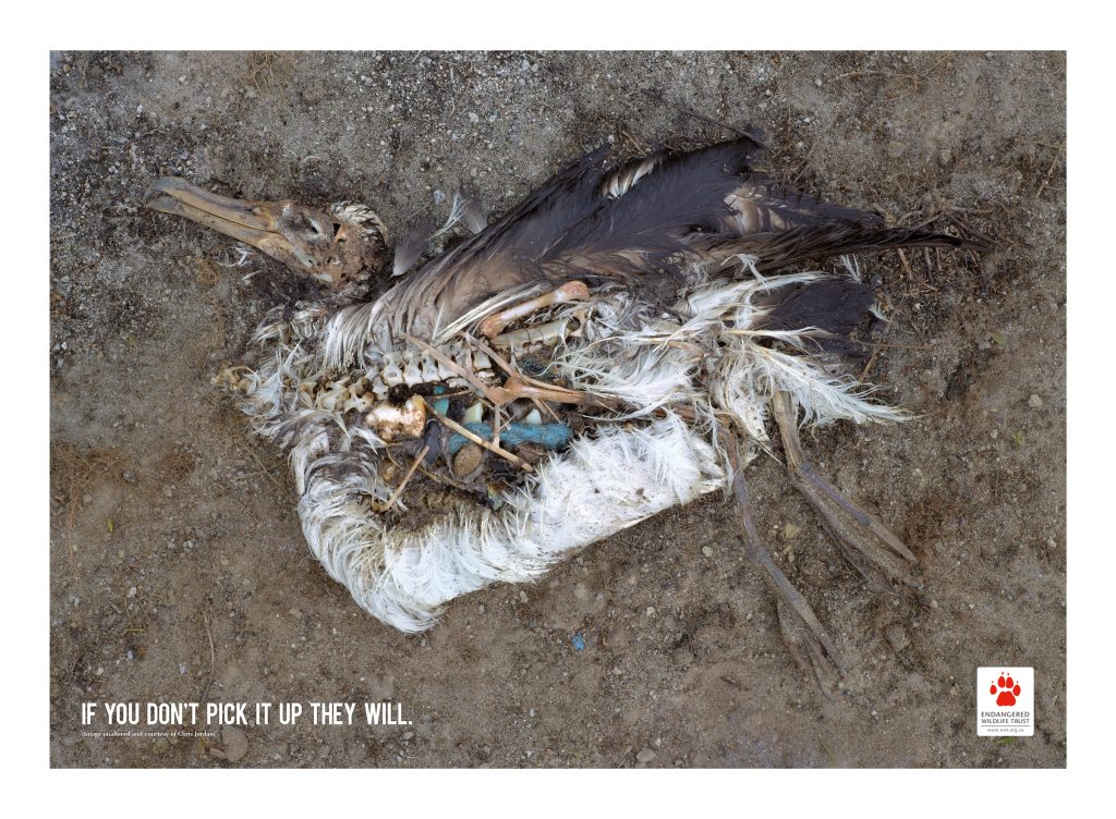 001199 EWT dead birds.indd