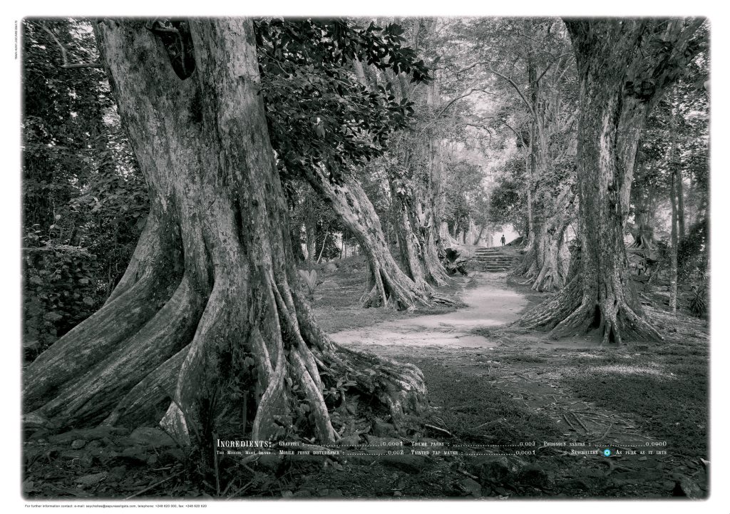 JH-Seychelles_Forest-Print